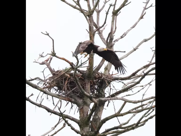 A bald eagle at the Sudbury Reservoir in Southborough, photographed by Steve Forman.