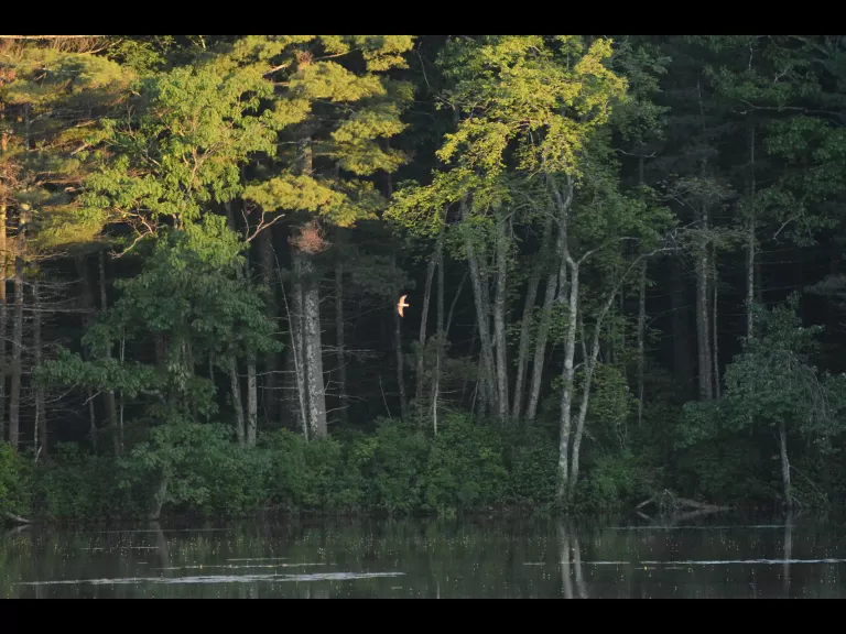 A common nighthawk over Farrar Pond in Lincoln, photographed by Ron McAdow.