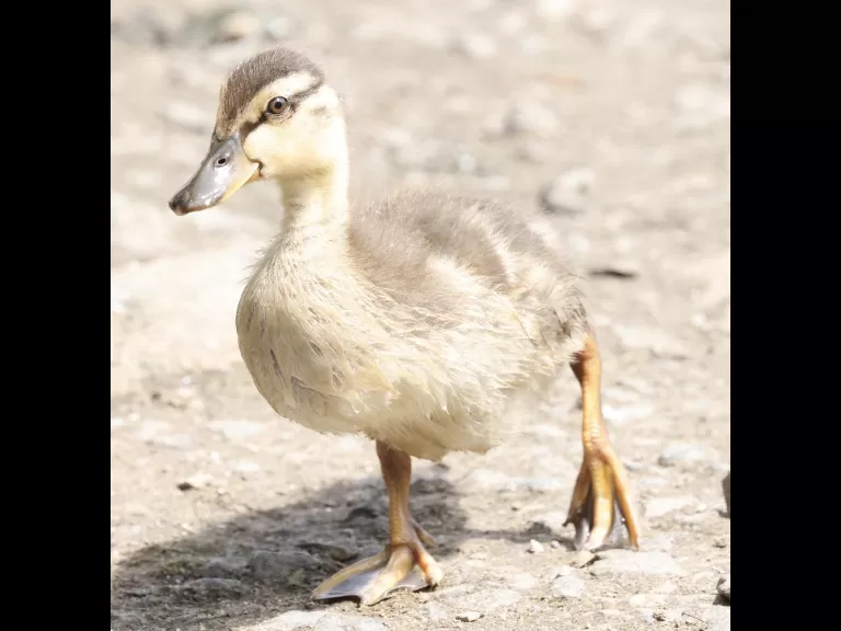 A mallard duckling at Hager Pond in Marlborough, photographed by Steve Forman.