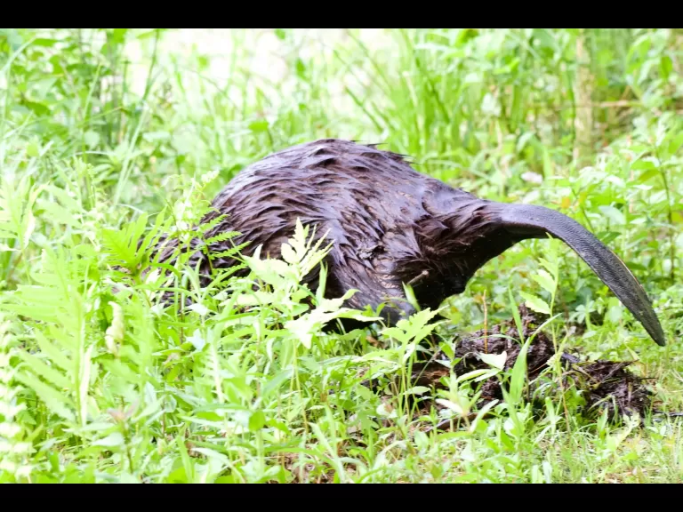 A beaver in Maynard, photographed by Gail Sartori.