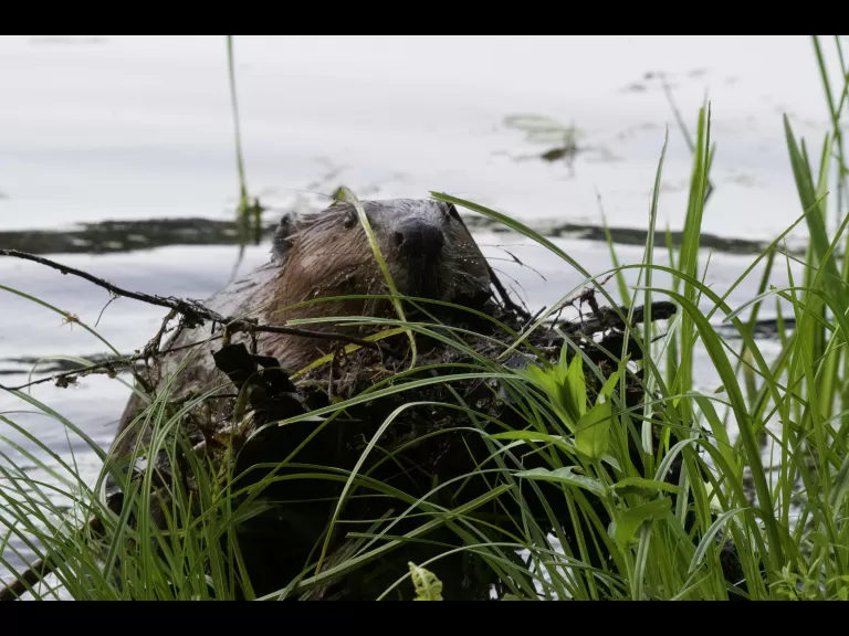 A beaver in Maynard, photographed by Gail Sartori.