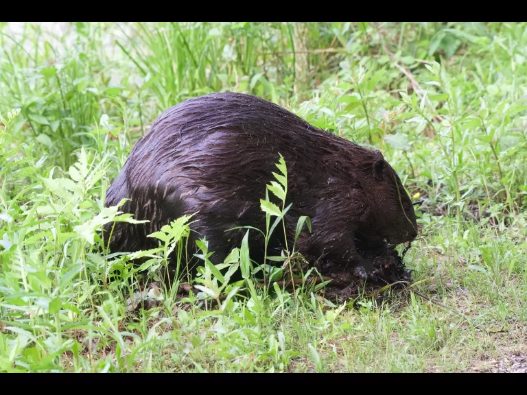 A beaver in Maynard, photographed by Gail Sartori.