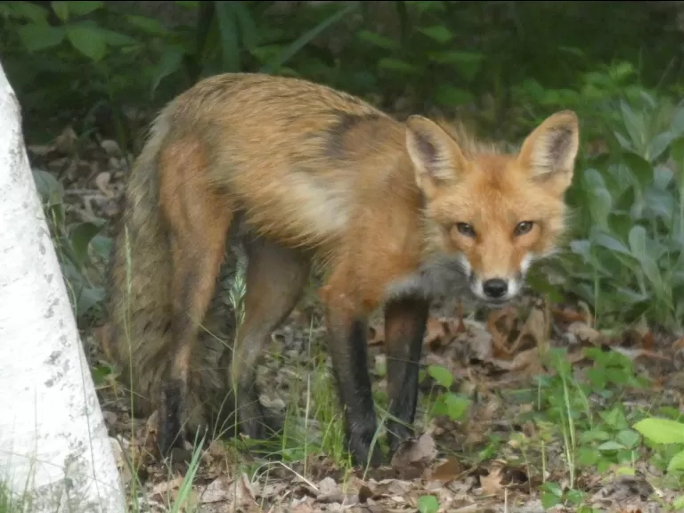 A red fox in Sudbury, photographed by Sharon Tentarelli.