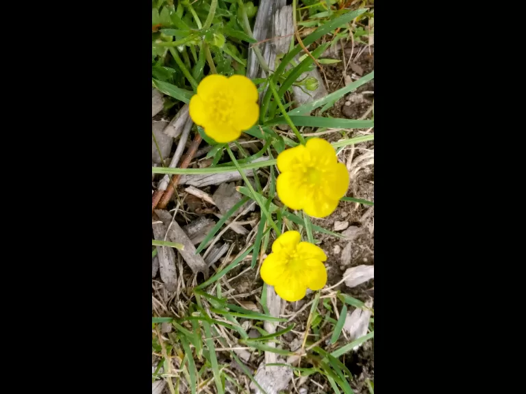 Buttercups at the Wayside Inn in Sudbury, photographed by Nathalie Guerin.