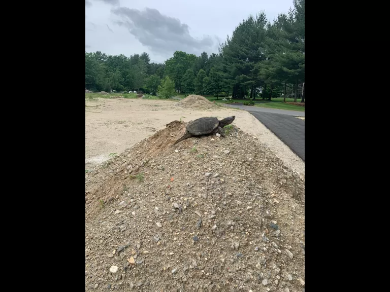 A snapping turtle in Stow, photographed by Gail Sartori.
