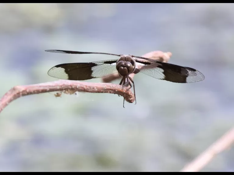 A common whitetail dragonfly at Hager Pond in Marlborough, photographed by Steve Forman.