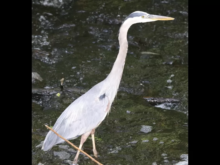 A great blue heron at the Grist Mill Pond in Sudbury, photographed by Steve Forman.