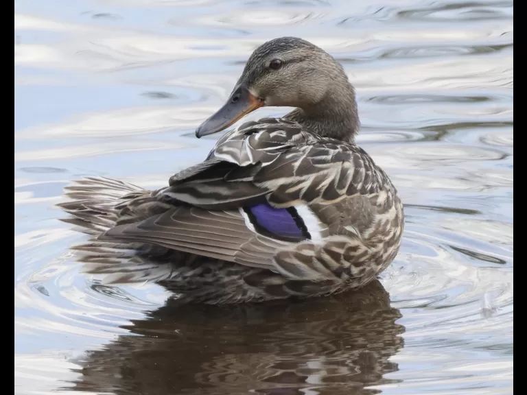 A common whitetail dragonfly at Hager Pond in Marlborough, photographed by Steve Forman.