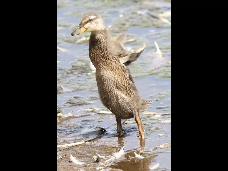 A common whitetail dragonfly at Hager Pond in Marlborough, photographed by Steve Forman.