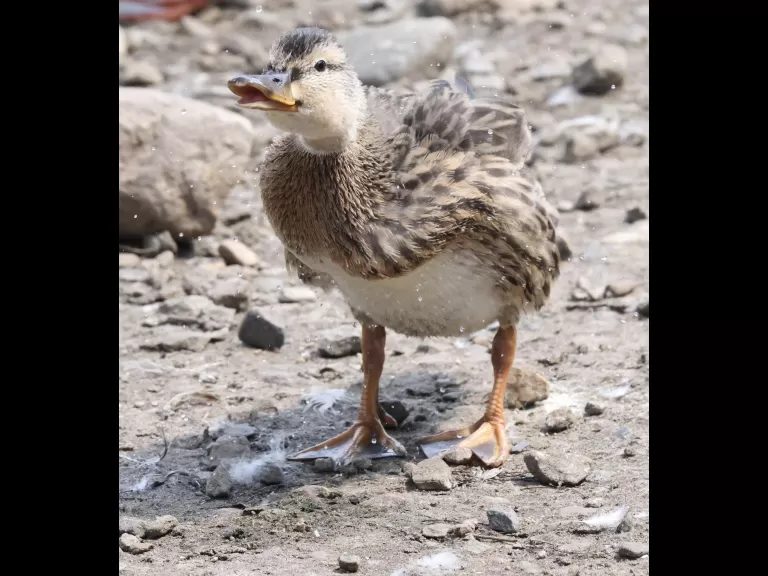 A common whitetail dragonfly at Hager Pond in Marlborough, photographed by Steve Forman.