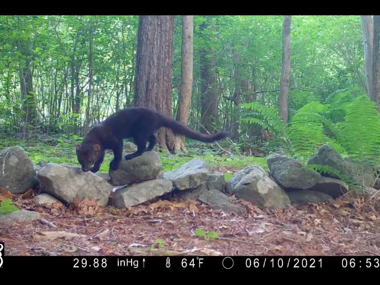 White-tailed deer in Framingham, photographed with an automatically triggered wildlife camera by Margaret McKane.