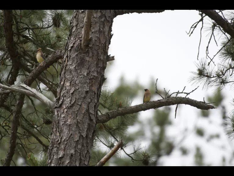 Cedar waxwings at SVT's Memorial Forest in Sudbury, photographed by Gail Sartori.