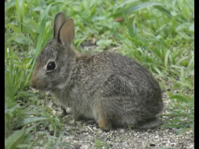 A cotton-tailed rabbit in Sudbury, photographed by Sharon Tentarelli.