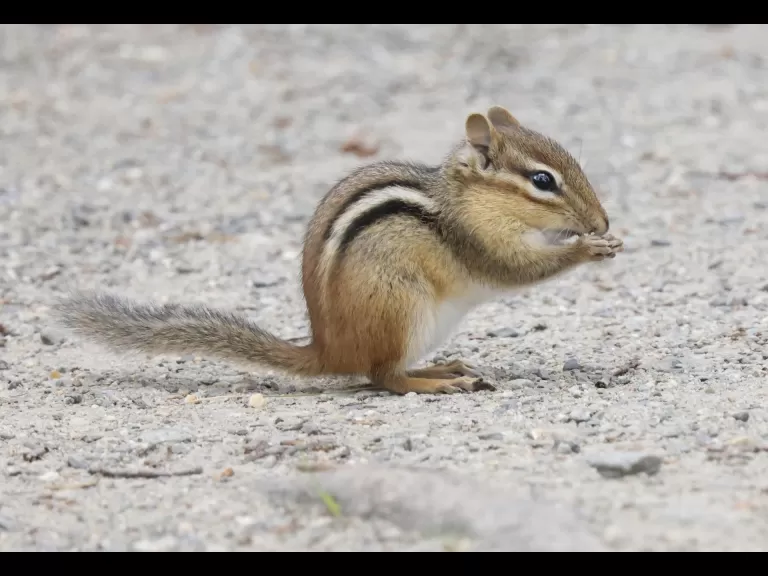 A bumble bee at Great Meadows in Concord, photographed by Steve Forman.