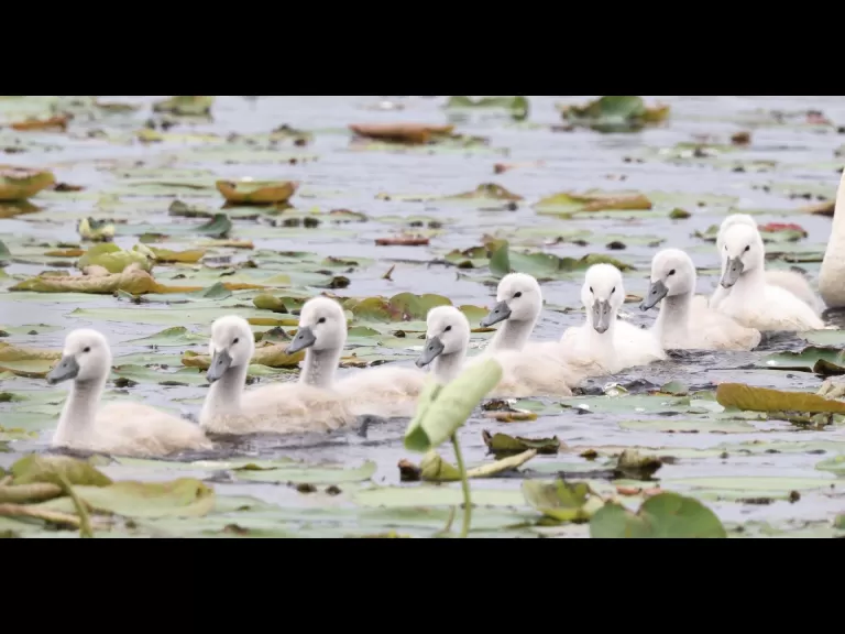 A bumble bee at Great Meadows in Concord, photographed by Steve Forman.