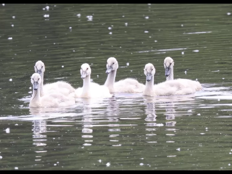 A common whitetail dragonfly at Hager Pond in Marlborough, photographed by Steve Forman.