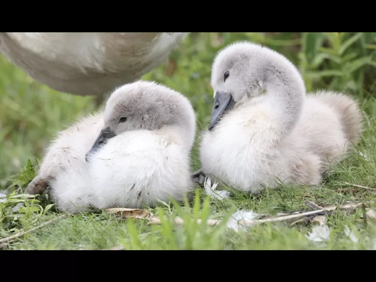 A bumble bee at Great Meadows in Concord, photographed by Steve Forman.