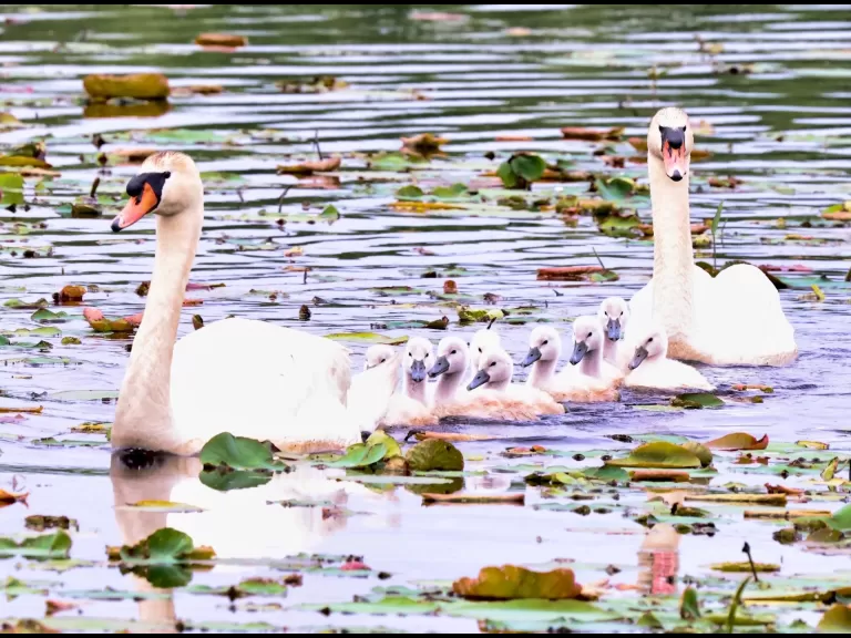 A bumble bee at Great Meadows in Concord, photographed by Steve Forman.