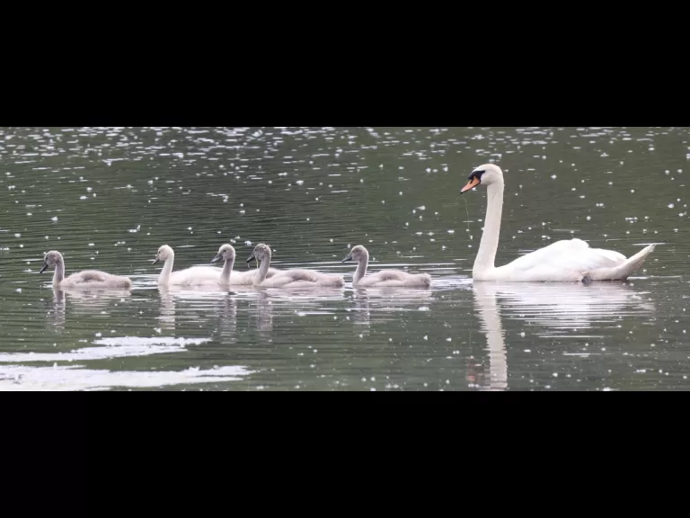 A common whitetail dragonfly at Hager Pond in Marlborough, photographed by Steve Forman.