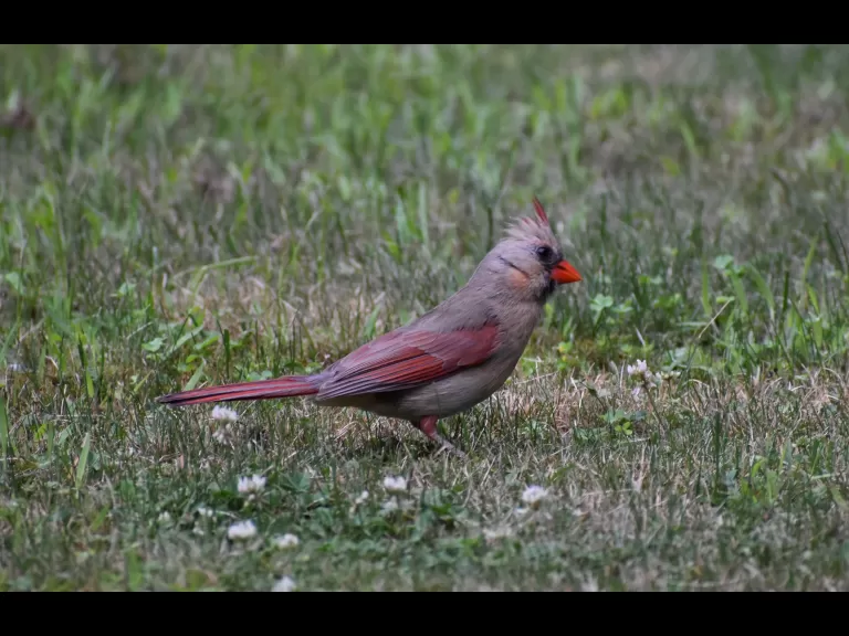 Painted turtles in Northborough, photographed by Cynthia Burns.