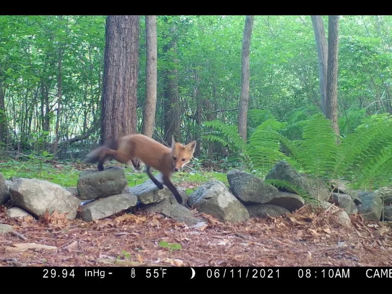 White-tailed deer in Framingham, photographed with an automatically triggered wildlife camera by Margaret McKane.