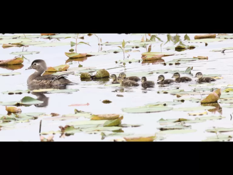 A bumble bee at Great Meadows in Concord, photographed by Steve Forman.