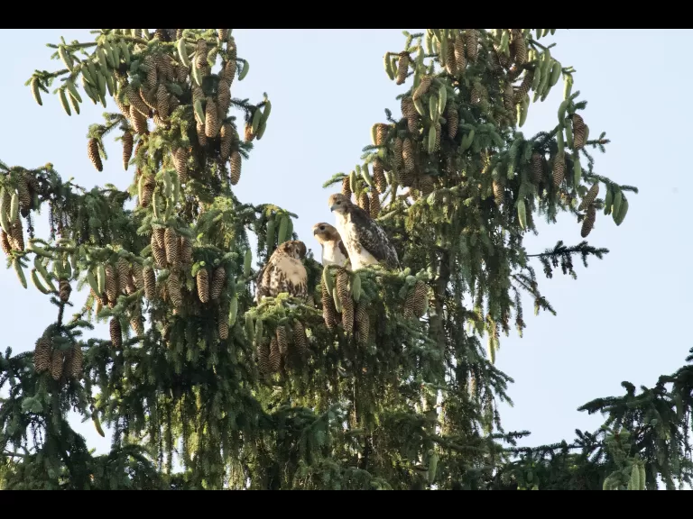 Red-tailed hawks in Maynard, photographed by Gail Sartori.