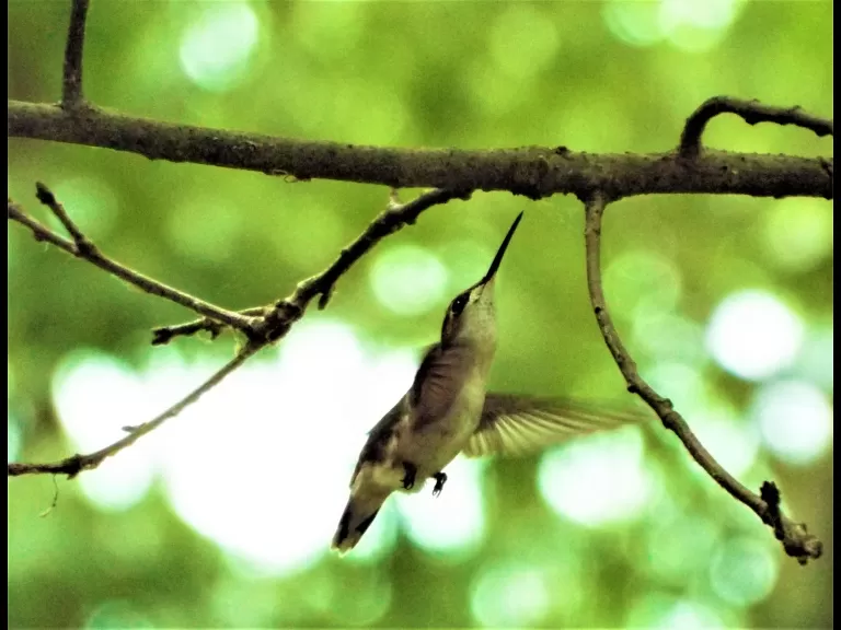 An American robin in Harvard, photographed by Robin Right.