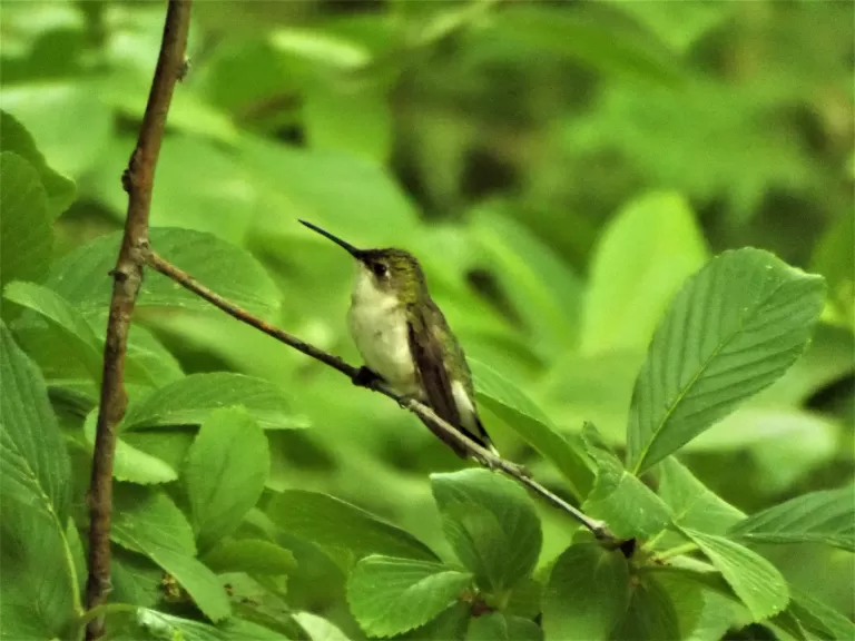 An American robin in Harvard, photographed by Robin Right.
