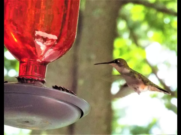 An American robin in Harvard, photographed by Robin Right.