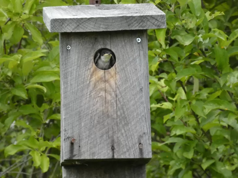 An eastern bluebird at Greenways Conservation Area in Wayland, photographed by Shelley Trucksis.