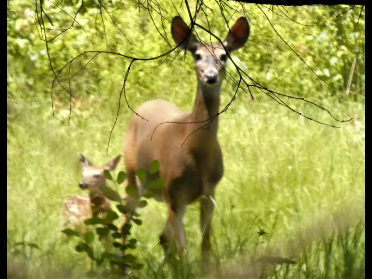 An eastern bluebird at Greenways Conservation Area in Wayland, photographed by Shelley Trucksis.