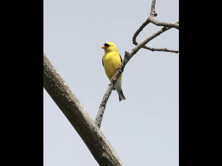 An American goldfinch at Breakneck Hill Conservation Land in Southborough, photographed by Steve Forman.