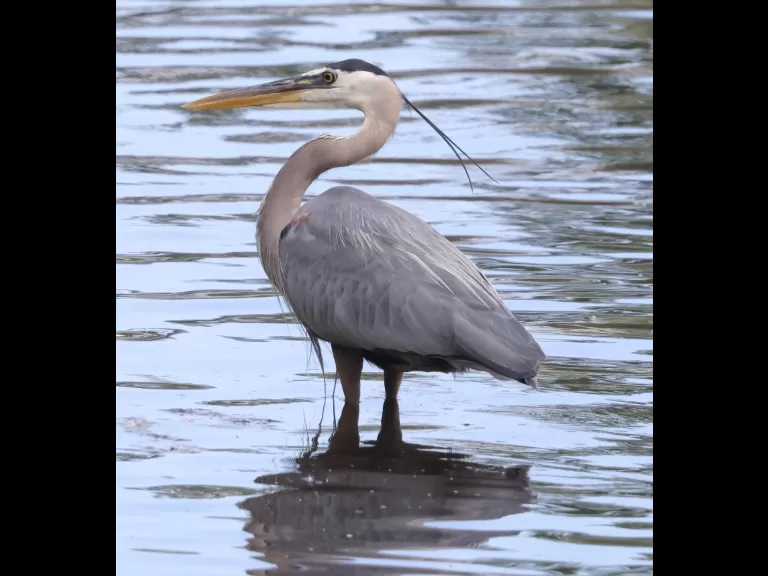 Canada geese at Hager Pond in Marlborough, photographed by Steve Forman.