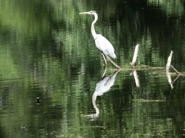 A scarlet tanager at Reeves Hill in Wayland, photographed by Shelley Trucksis.