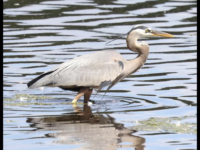 Canada geese at Hager Pond in Marlborough, photographed by Steve Forman.
