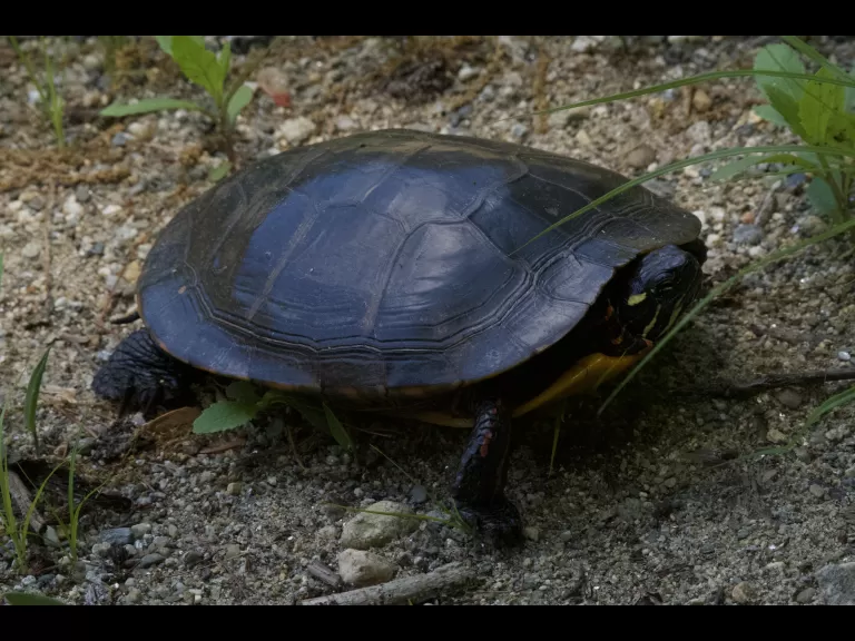 A snapping turtle in Stow, photographed by Gail Sartori.