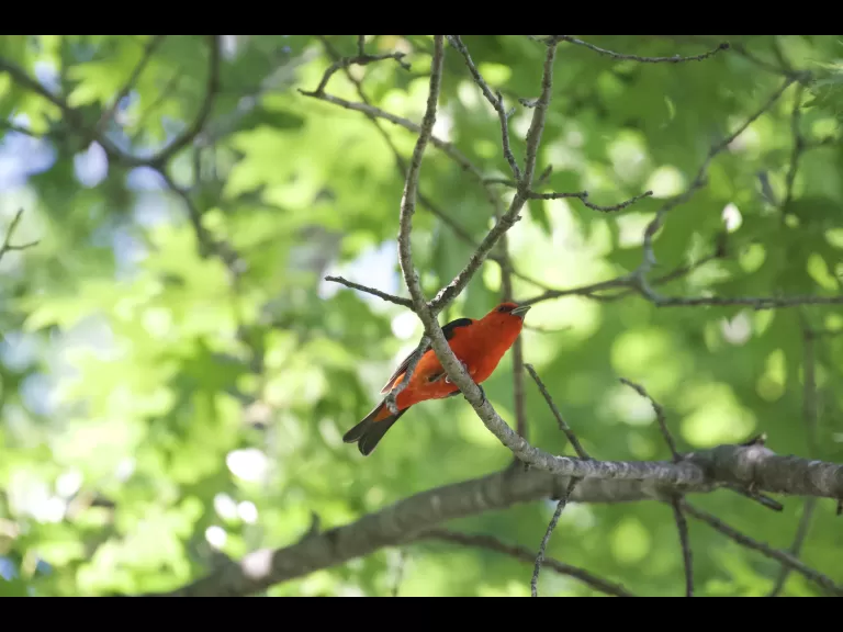 A beaver in Maynard, photographed by Gail Sartori.
