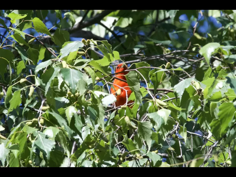 A beaver in Maynard, photographed by Gail Sartori.