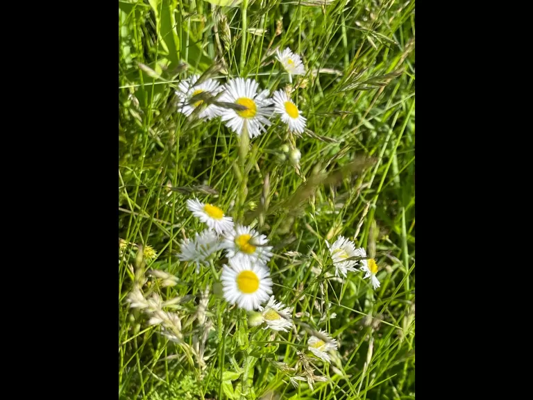 Annual fleabane, photographed by Nathalie Guerin.
