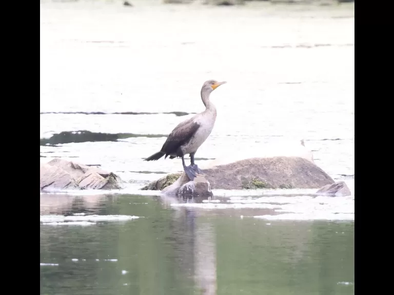 Canada geese at Hager Pond in Marlborough, photographed by Steve Forman.