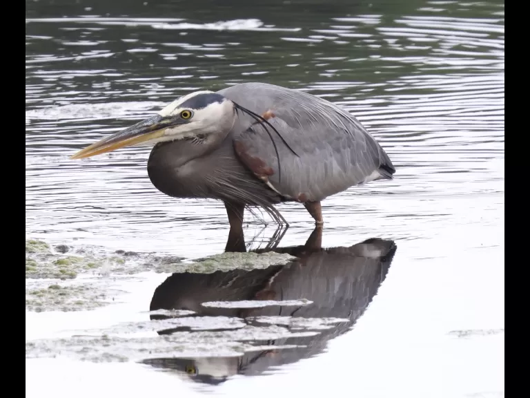 Canada geese at Hager Pond in Marlborough, photographed by Steve Forman.