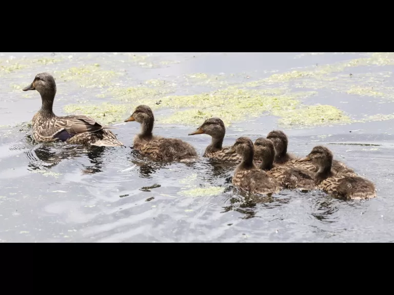 Canada geese at Hager Pond in Marlborough, photographed by Steve Forman.