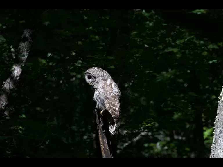 A barred owl at Assabet River National Wildlife Refuge, photographed by Gail Sartori.