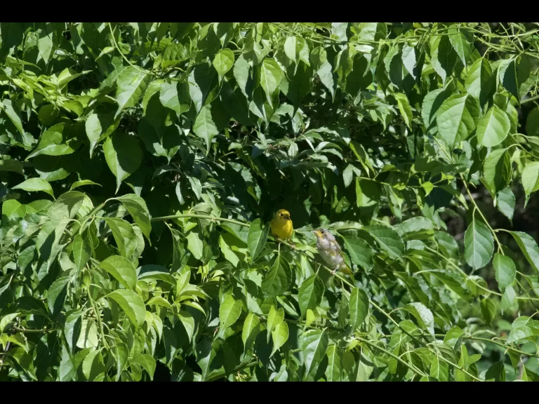 A barred owl at Assabet River National Wildlife Refuge, photographed by Gail Sartori.