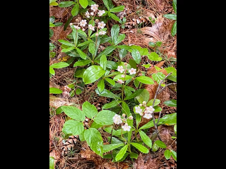 Mushrooms at SVT's Gray Reservation in Sudbury, photographed by Nathalie Guerin.