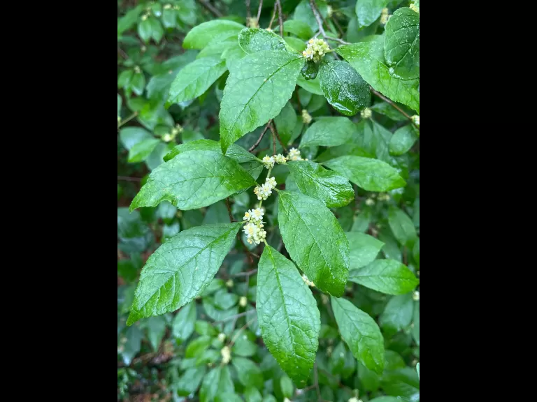 Mushrooms at SVT's Gray Reservation in Sudbury, photographed by Nathalie Guerin.