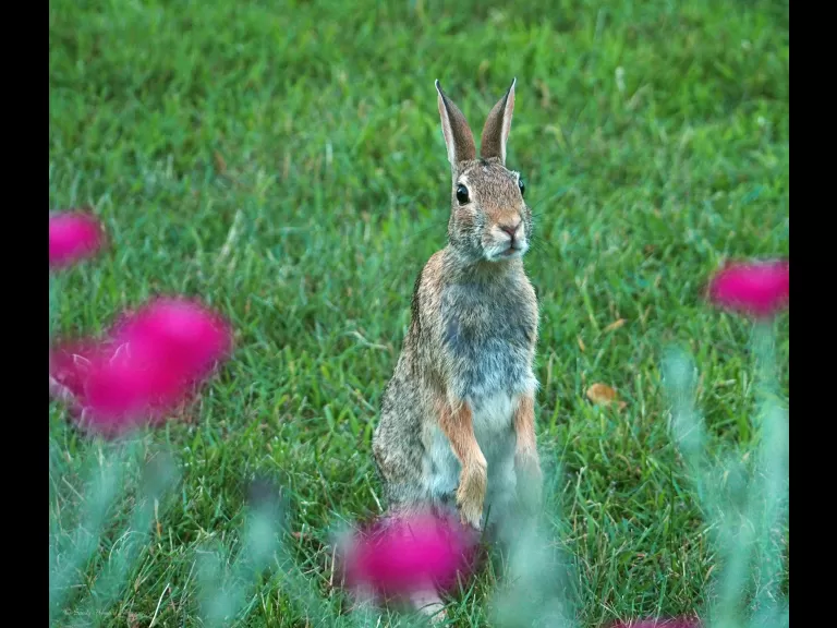 A European starling in Northborough, photographed by Sandy Howard.