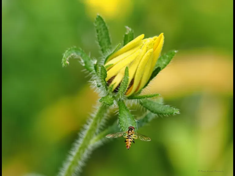 A European starling in Northborough, photographed by Sandy Howard.
