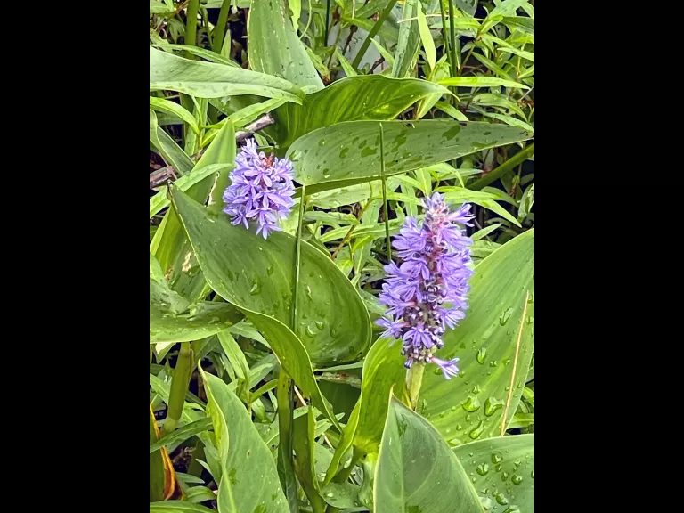 A great blue heron at Assabet River National Wildlife Refuge in Sudbury, photographed by Nathalie Guerin.
